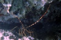 SV000099